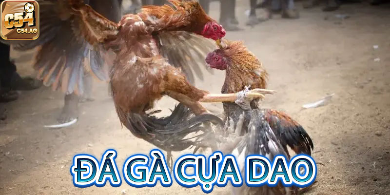 đá gà cựa dao